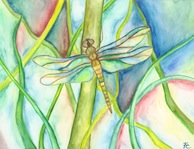 Dragonfly Letter Size
